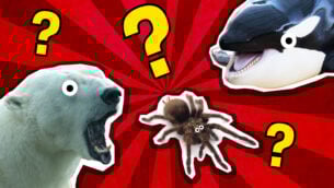 Which Scary Animal Are You?