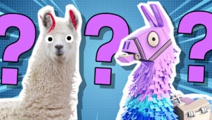 What Kind of Llama Are You?