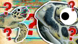 Turtle Personality Quiz!