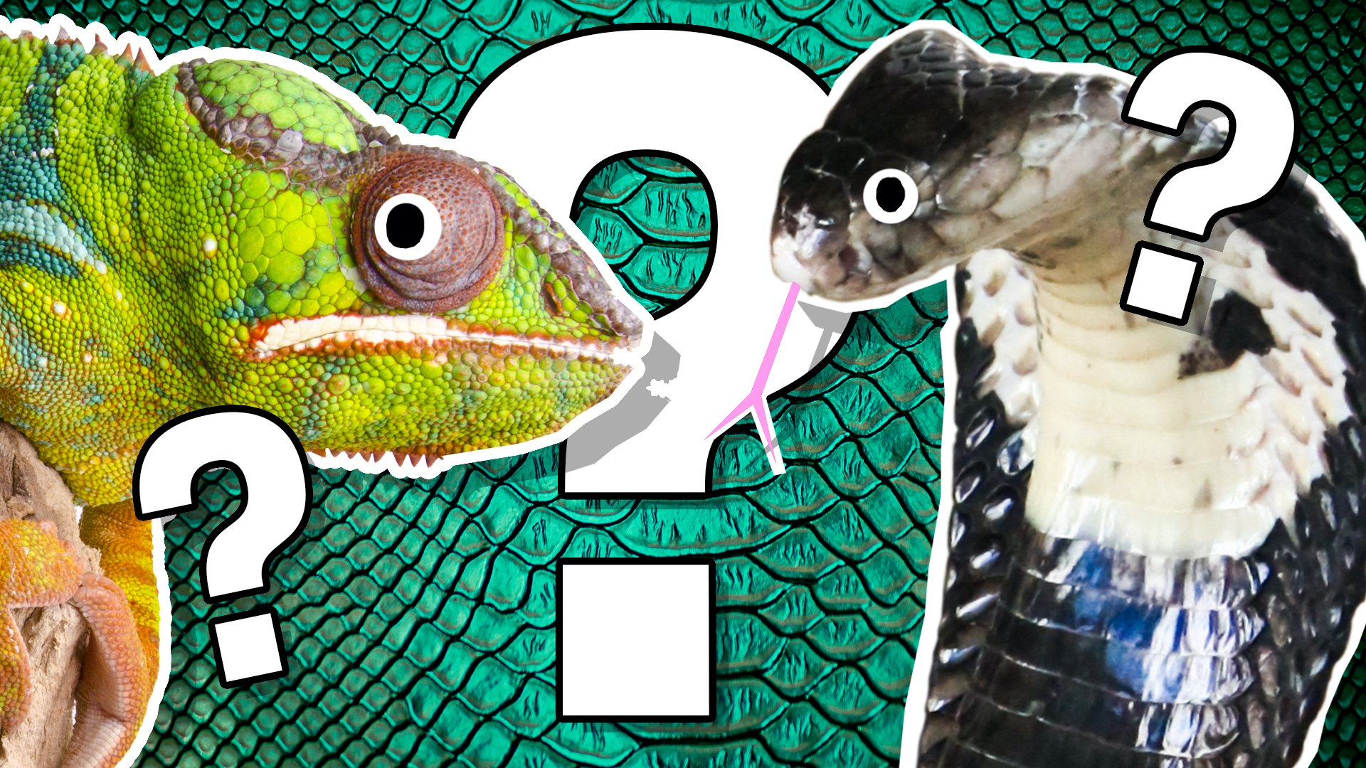 Reptile quiz