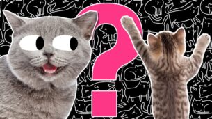 The Ultimate Cat Quiz!