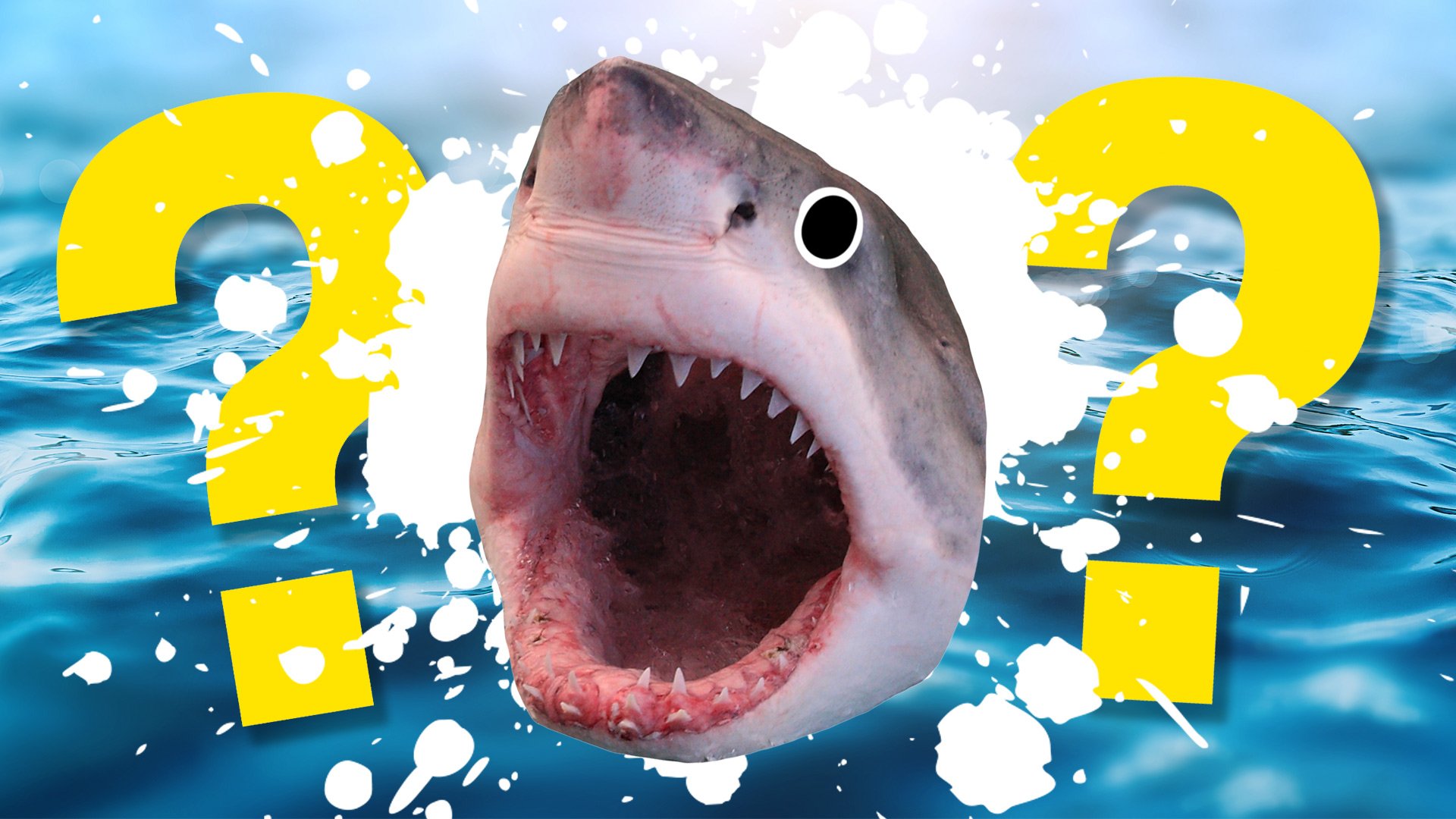 Shark quiz