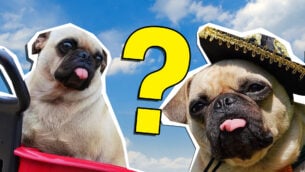 The Ultimate Frank Pugan Quiz