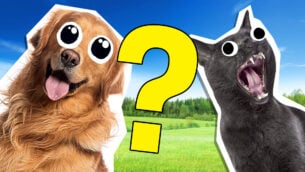 Black Cat Or Golden Retriever Quiz: Which One Are You?