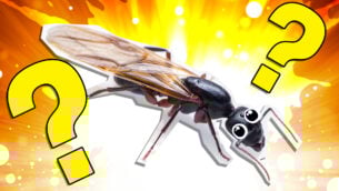 Flying Ants Day Quiz