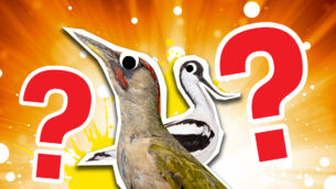 British Bird Quiz