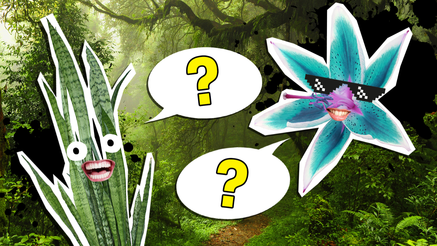 The Ultimate Plants Trivia Quiz