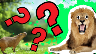 Animal Group Names: How Much Do You Know?