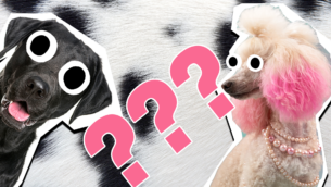 What Kind of Dog Am I Quiz