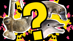 What Animal Am I?